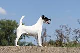 FOX TERRIER POIL LISSE 180